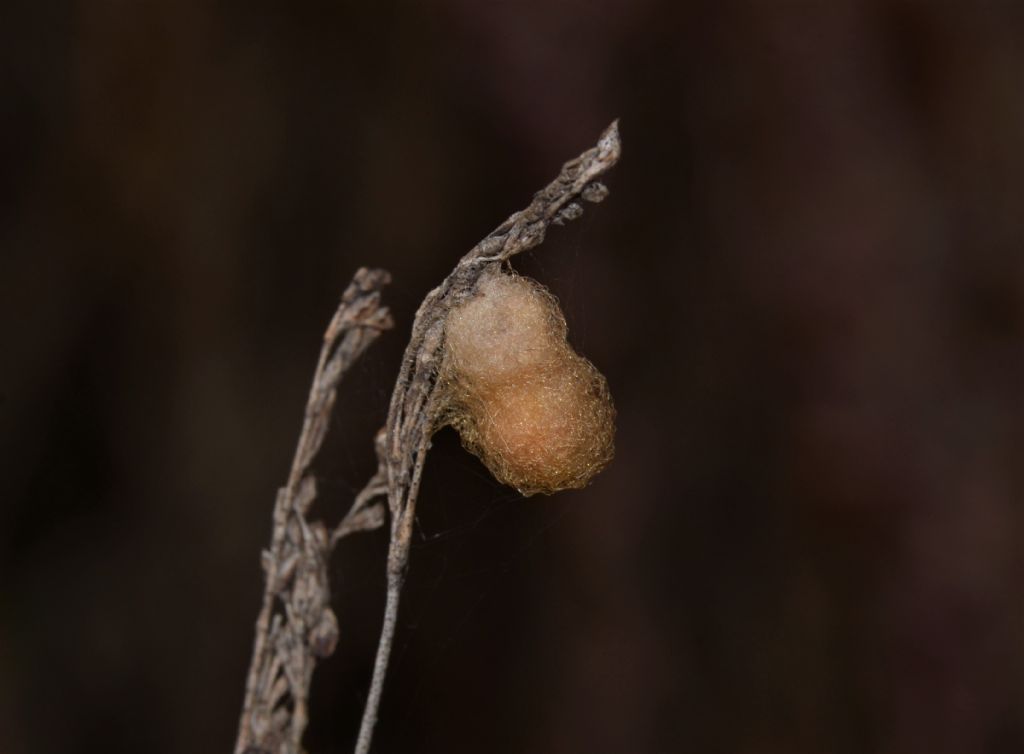 Ovisacco di Cyclosa sp. - Grosseto